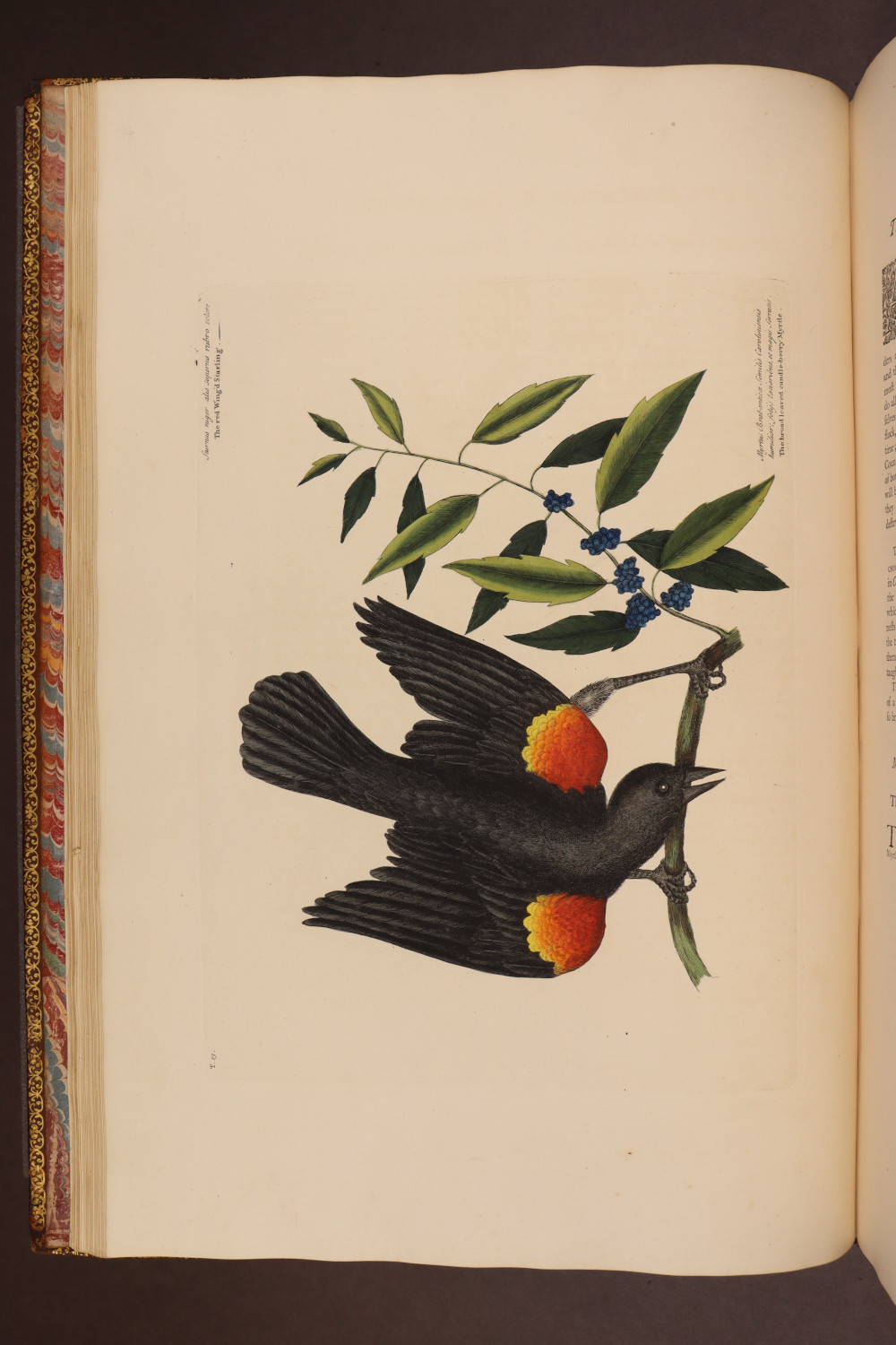 Plate 13